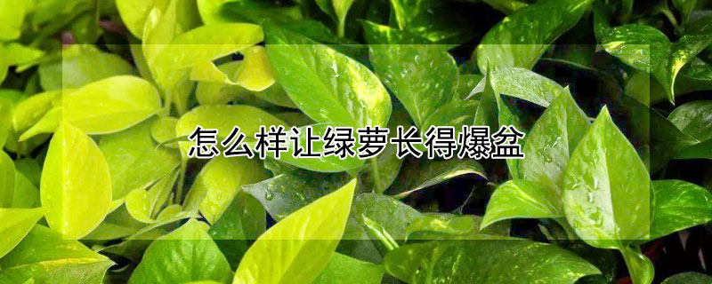 怎么样让绿萝长得爆盆 怎么样让绿萝长得爆盆视频