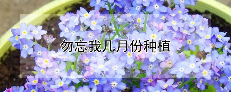 勿忘我几月份种植 勿忘我什么季节种