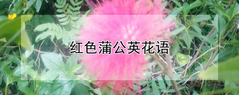 红色蒲公英花语（红色蒲公英的花语）