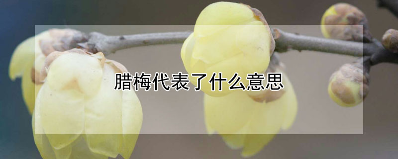 腊梅代表了什么意思 腊梅什么含义