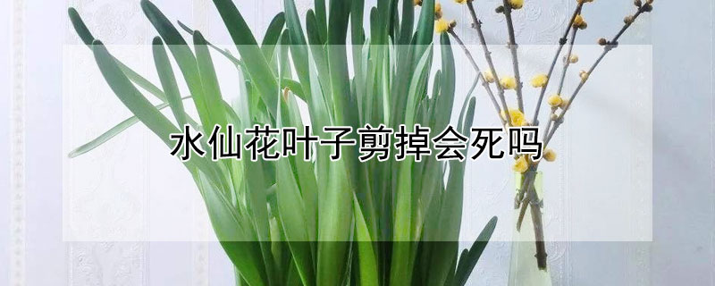 水仙花叶子剪掉会死吗（水仙花叶子剪了能长吗）