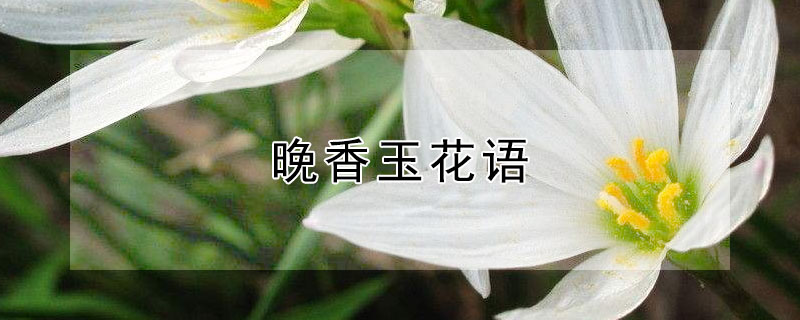 晚香玉花语（晚香玉花语和象征）