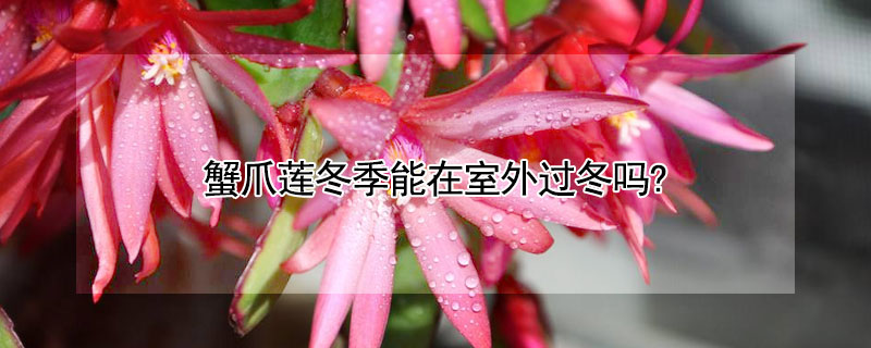 蟹爪莲冬季能在室外过冬吗? 蟹爪莲冬季能在室外过冬吗视频
