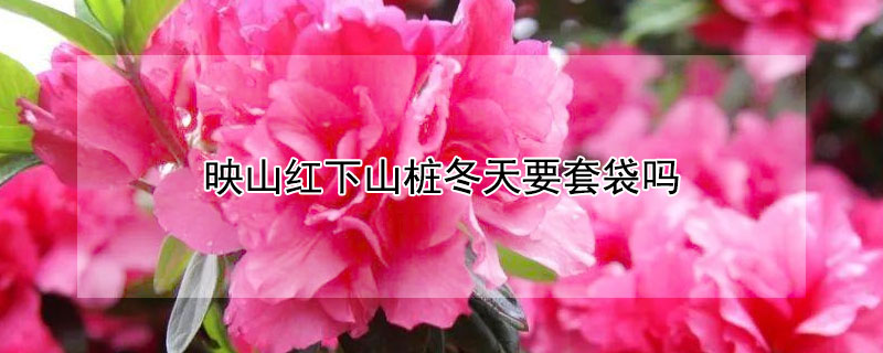 映山红下山桩冬天要套袋吗（下山桩映山红用什么土）