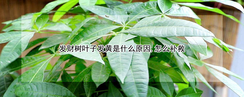 发财树叶子发黄是什么原因,怎么补救 发财树叶子发黄怎么办