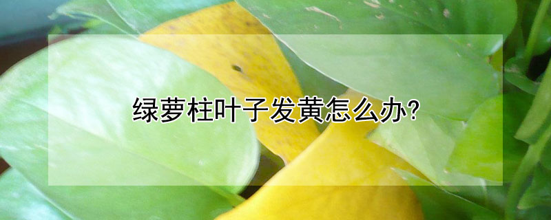 绿萝柱叶子发黄怎么办?（绿萝柱叶子发黄怎么办视频）