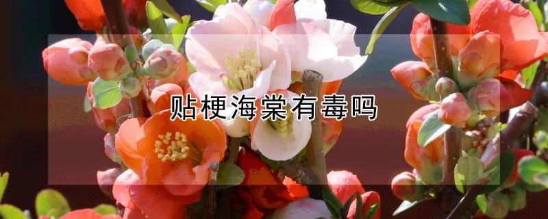 贴梗海棠有毒吗（贴梗海棠的药用）