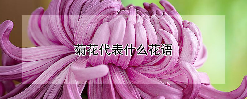 菊花代表什么花语（菊花代表什么花语代表什么）