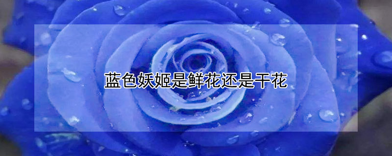 蓝色妖姬是鲜花还是干花 蓝色妖姬是鲜花还是干花啊