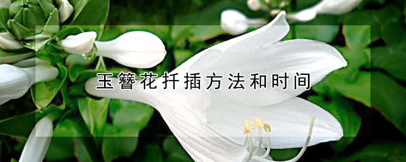 玉簪花扦插方法和时间（玉簪花的修剪与栽法）