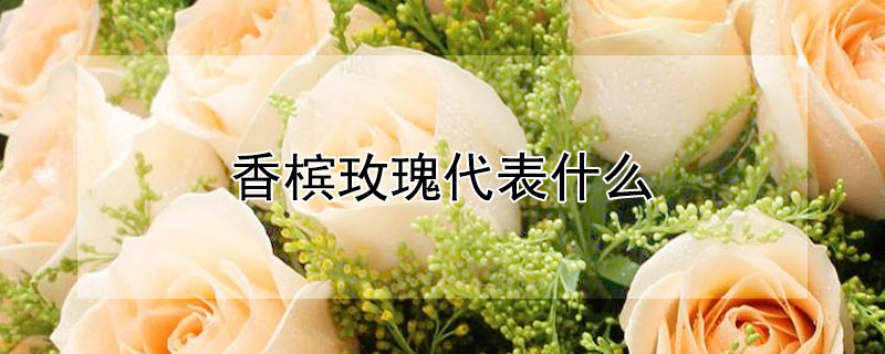 香槟玫瑰代表什么（男生送11朵香槟玫瑰代表什么）