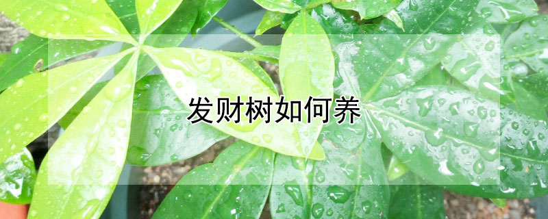发财树如何养 发财树如何养好
