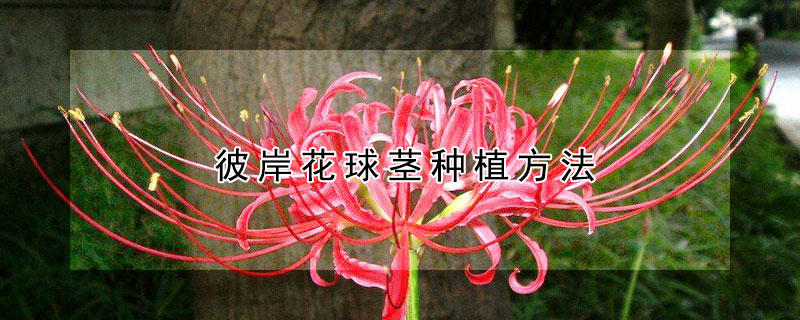 彼岸花球茎种植方法（彼岸花的球茎什么样）