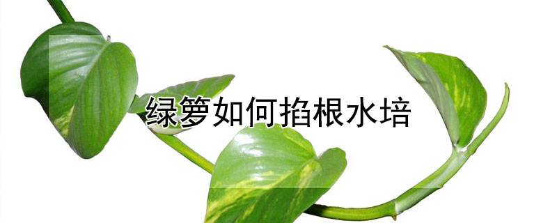 绿箩如何掐根水培（绿箩如何掐根土培视频）