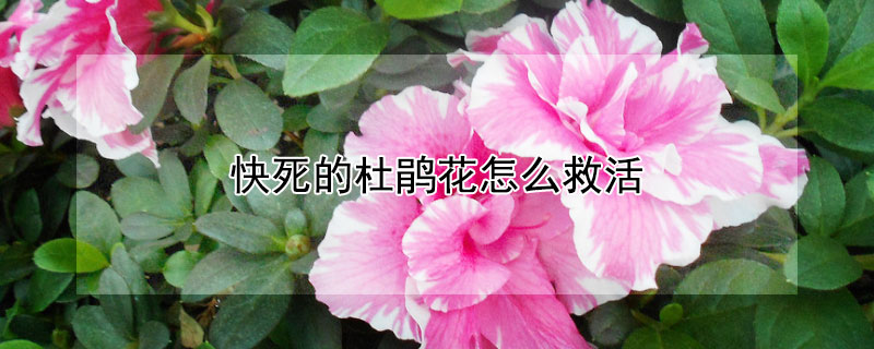 快死的杜鹃花怎么救活 杜鹃花死了还能救活吗视频