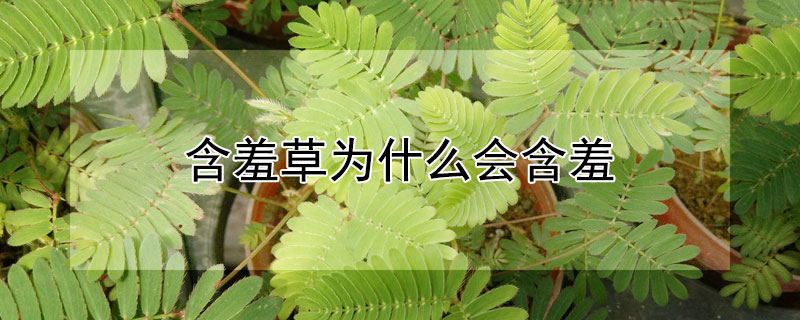 含羞草为什么会含羞（含羞草为什么会害羞呢?）
