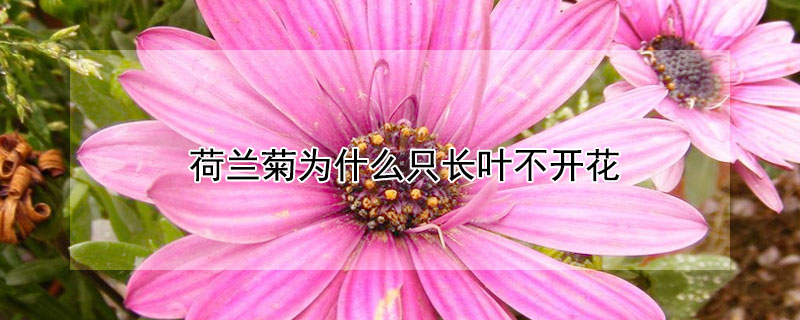 荷兰菊为什么只长叶不开花（荷兰菊为什么叶子都干了）