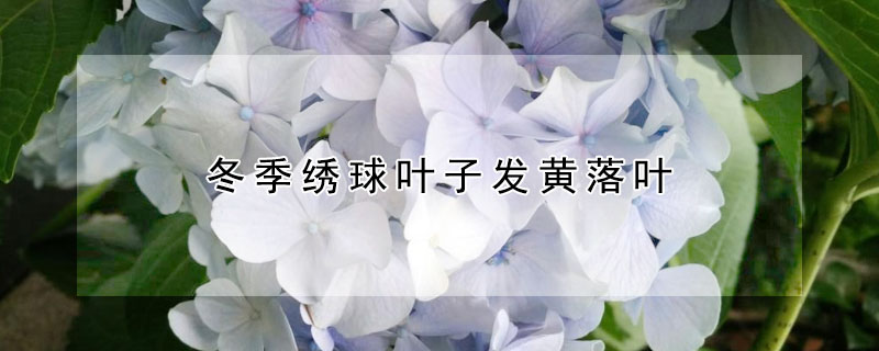冬季绣球叶子发黄落叶 冬季绣球叶子发黄落叶怎么回事