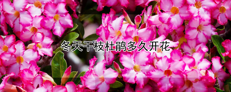 冬天干枝杜鹃多久开花 冬天干枝杜鹃多久开花结果