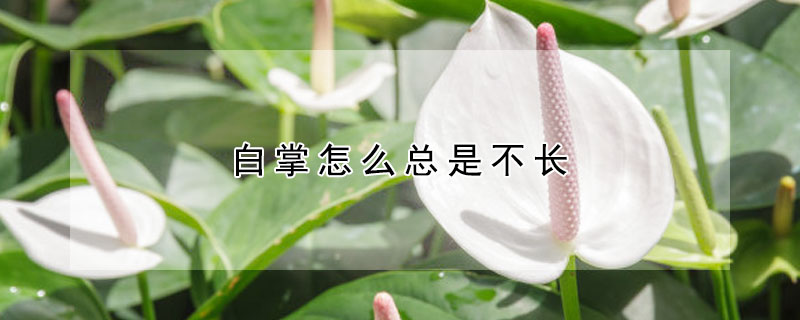 白掌怎么总是不长（白掌怎么总是不长叶子）