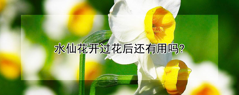 水仙花开过花后还有用吗? 水仙花开过花以后还能开花吗
