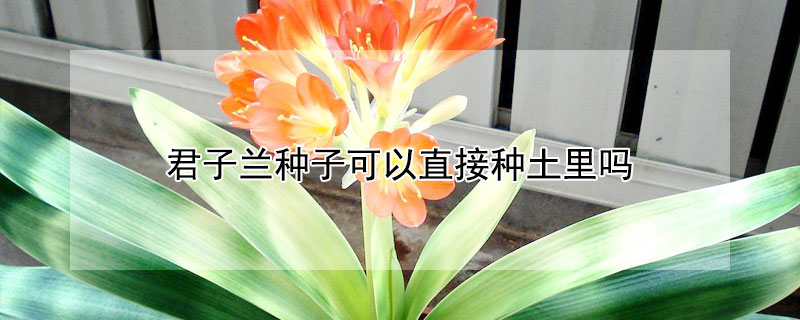 君子兰种子可以直接种土里吗（君子兰种子可以直接种土里吗视频）