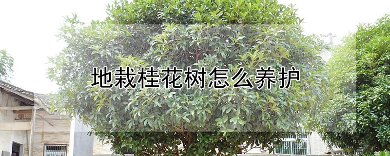 地栽桂花树怎么养护 地栽桂花树怎么养护和管理