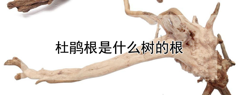 杜鹃根是什么树的根（杜鹃根是什么树的根系）