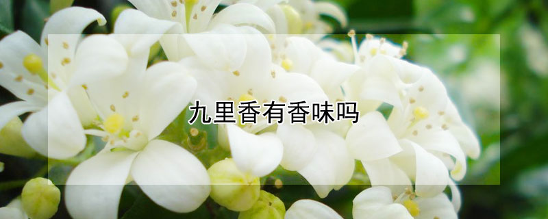 九里香有香味吗（九里香有味道吗）