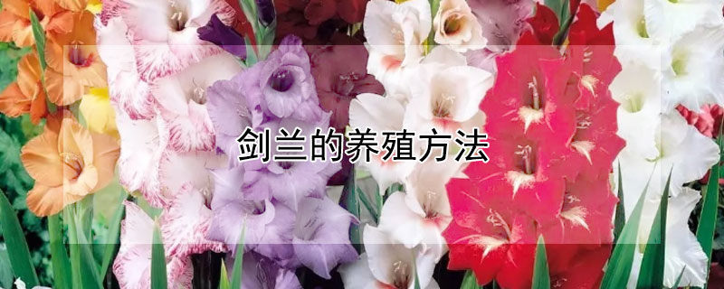 剑兰的养殖方法 剑兰的养殖方法和注意事项