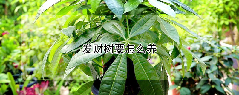 发财树要怎么养（八爪发财树要怎么养）