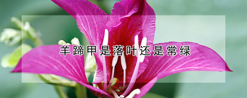 羊蹄甲是落叶还是常绿（羊蹄甲是落叶还是常绿的）