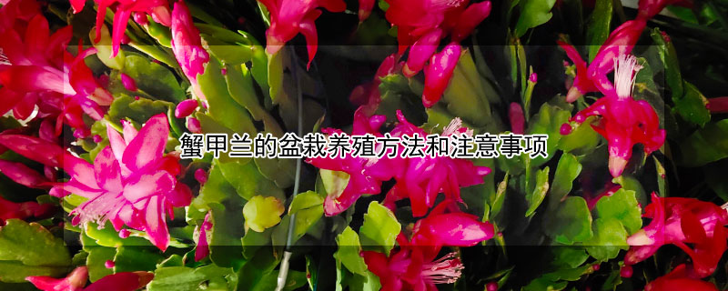 蟹甲兰的盆栽养殖方法和注意事项 蟹甲兰喜阳还是喜阴