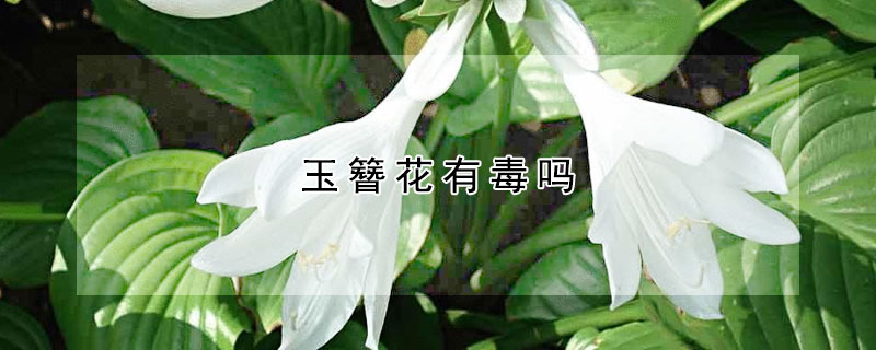 玉簪花有毒吗（玉簪花有毒吗能放在室内吗）