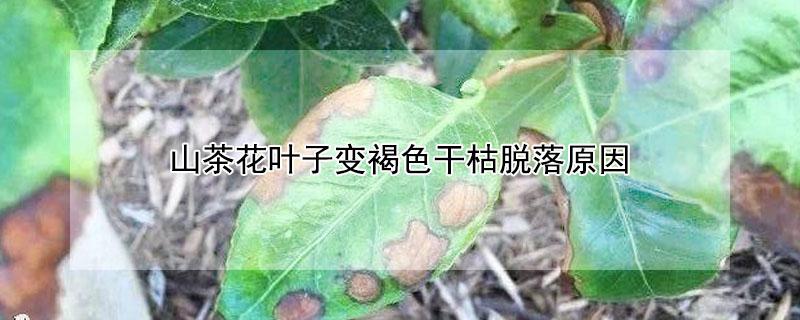 山茶花叶子变褐色干枯脱落原因 茶树叶子一半像烧焦一样