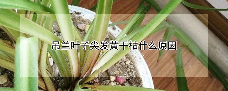 吊兰叶子尖发黄干枯什么原因（吊兰叶子尖发黄干枯怎么补救）