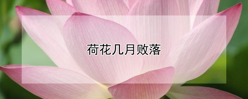 荷花几月败落 荷花几月败落几月开