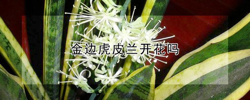 金边虎皮兰开花吗（金边虎皮兰开花吗开的花香吗）