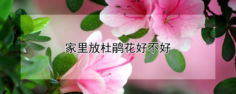 家里放杜鹃花好不好 家里放杜鹃花吉利嘛