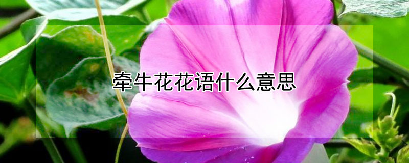 牵牛花花语什么意思（牵牛花有怎样的寓意?你还知道哪种花的寓意?）