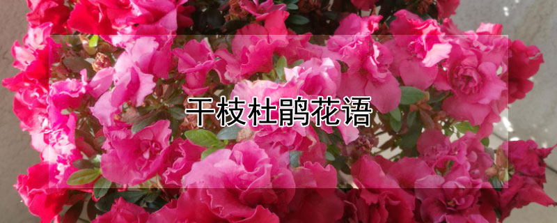 干枝杜鹃花语（干枝杜鹃寓意如何）