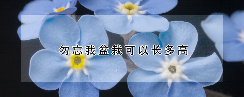 勿忘我盆栽可以长多高（勿忘我植株多高）