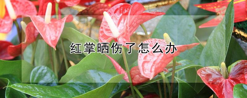 红掌晒伤了怎么办 红掌暴晒后红叶子都枯萎了怎么办呀