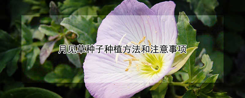 月见草种子种植方法和注意事项 月见草种子怎么种植