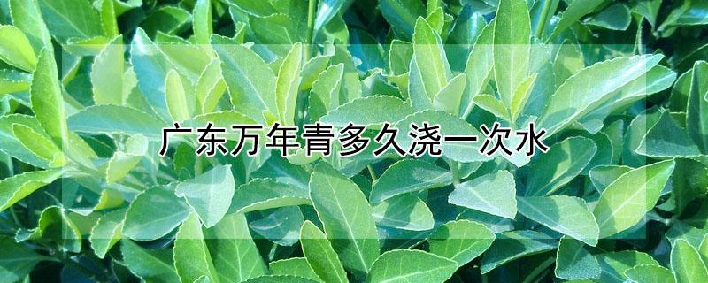 广东万年青多久浇一次水 广东万年青什么时候施肥