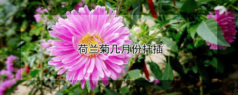 荷兰菊几月份扦插（荷兰菊几月份扦插成活率高）
