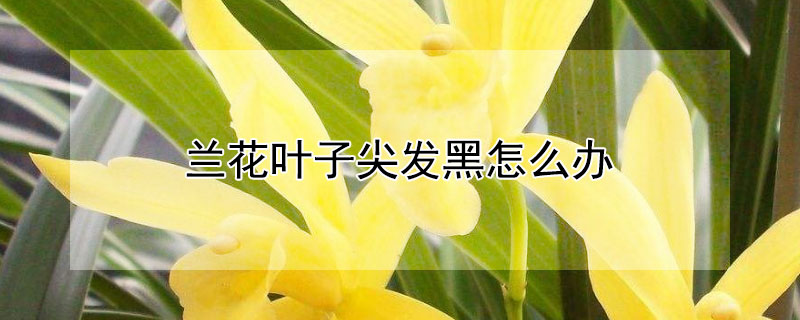 兰花叶子尖发黑怎么办 兰花叶子尖发黑怎么办呢