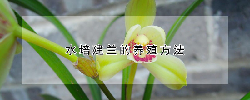 水培建兰的养殖方法 水培建兰的养殖方法和技术