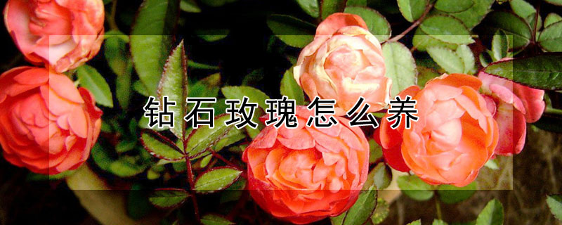 钻石玫瑰怎么养（钻石玫瑰怎么养殖）
