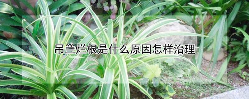 吊兰烂根是什么原因怎样治理 吊兰烂根怎么办?